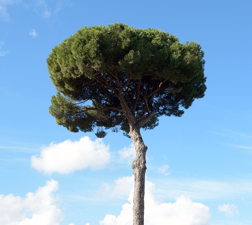 Palatine Hill 3/3